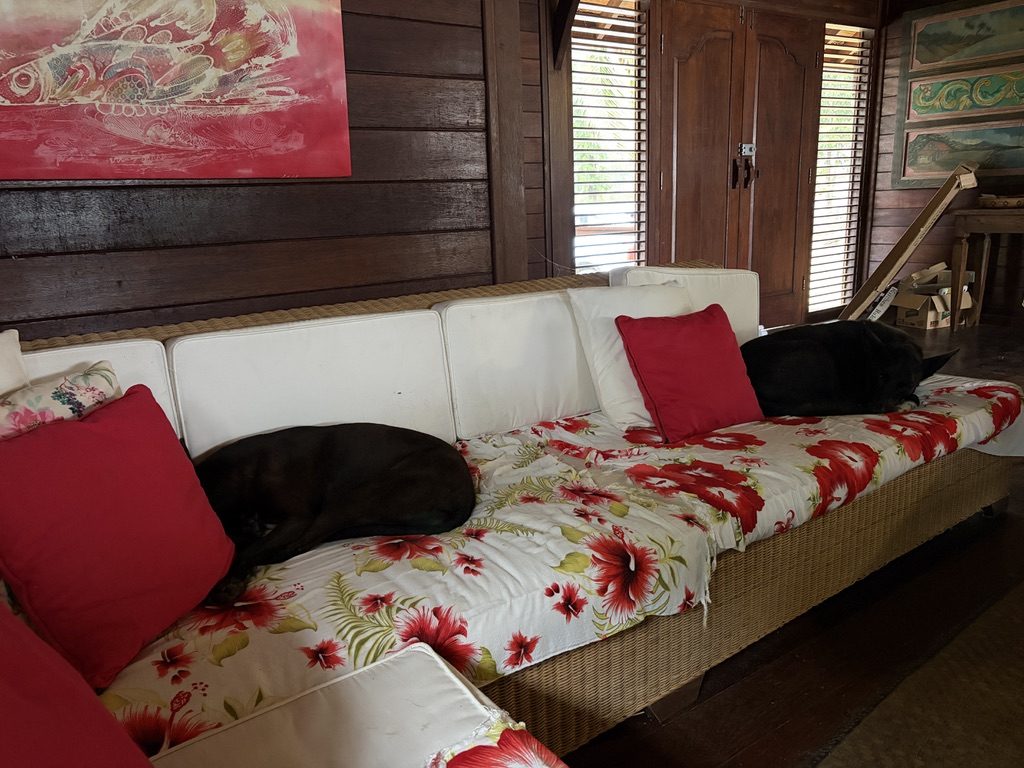 The living room at Coral Sunset — timber walls, rattan lounge, hibiscus cushions, and the family dogs on the daybed